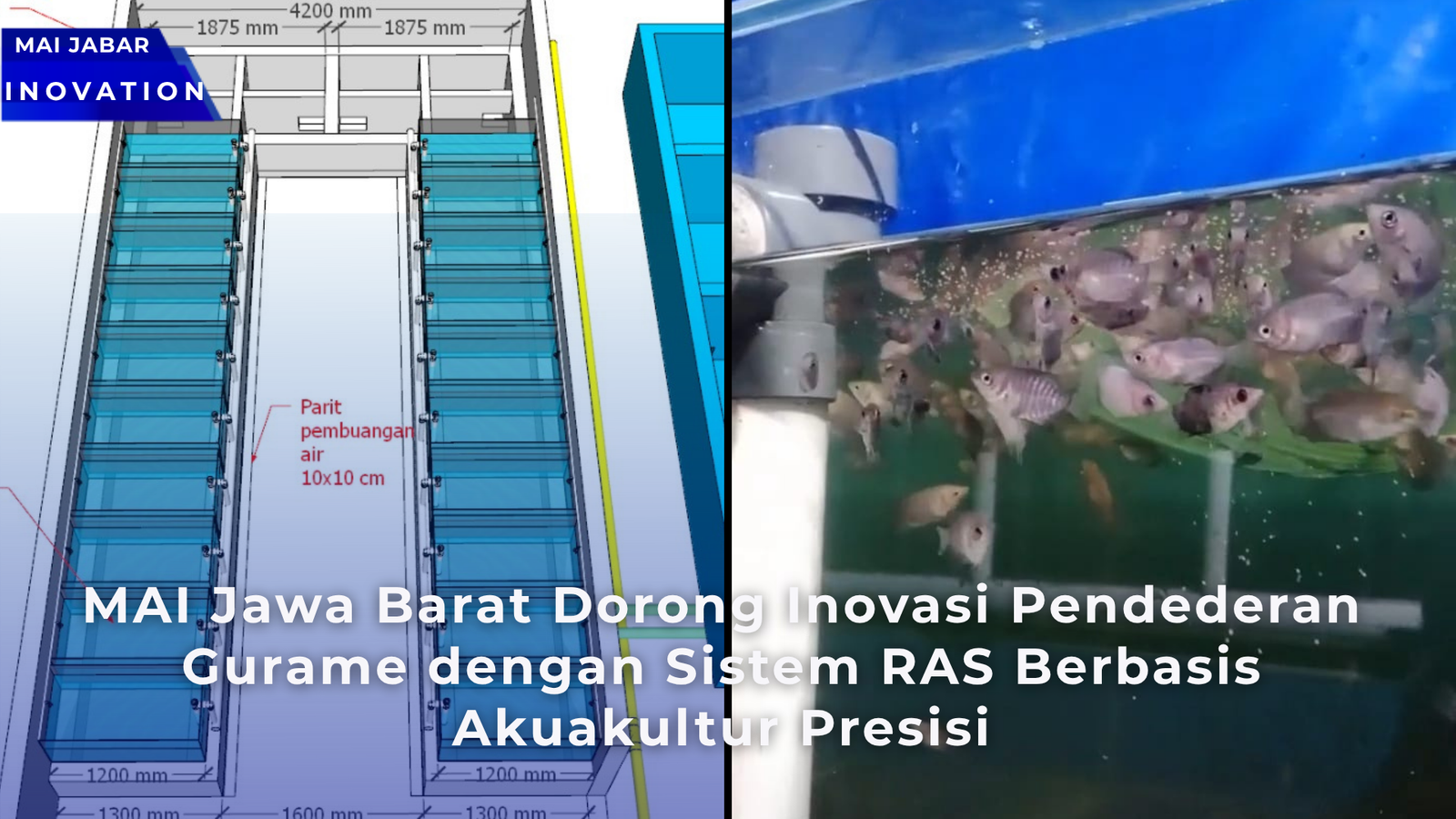 MAI Jawa Barat Dorong Inovasi Pendederan Gurame dengan Sistem RAS Berbasis Akuakultur Presisi