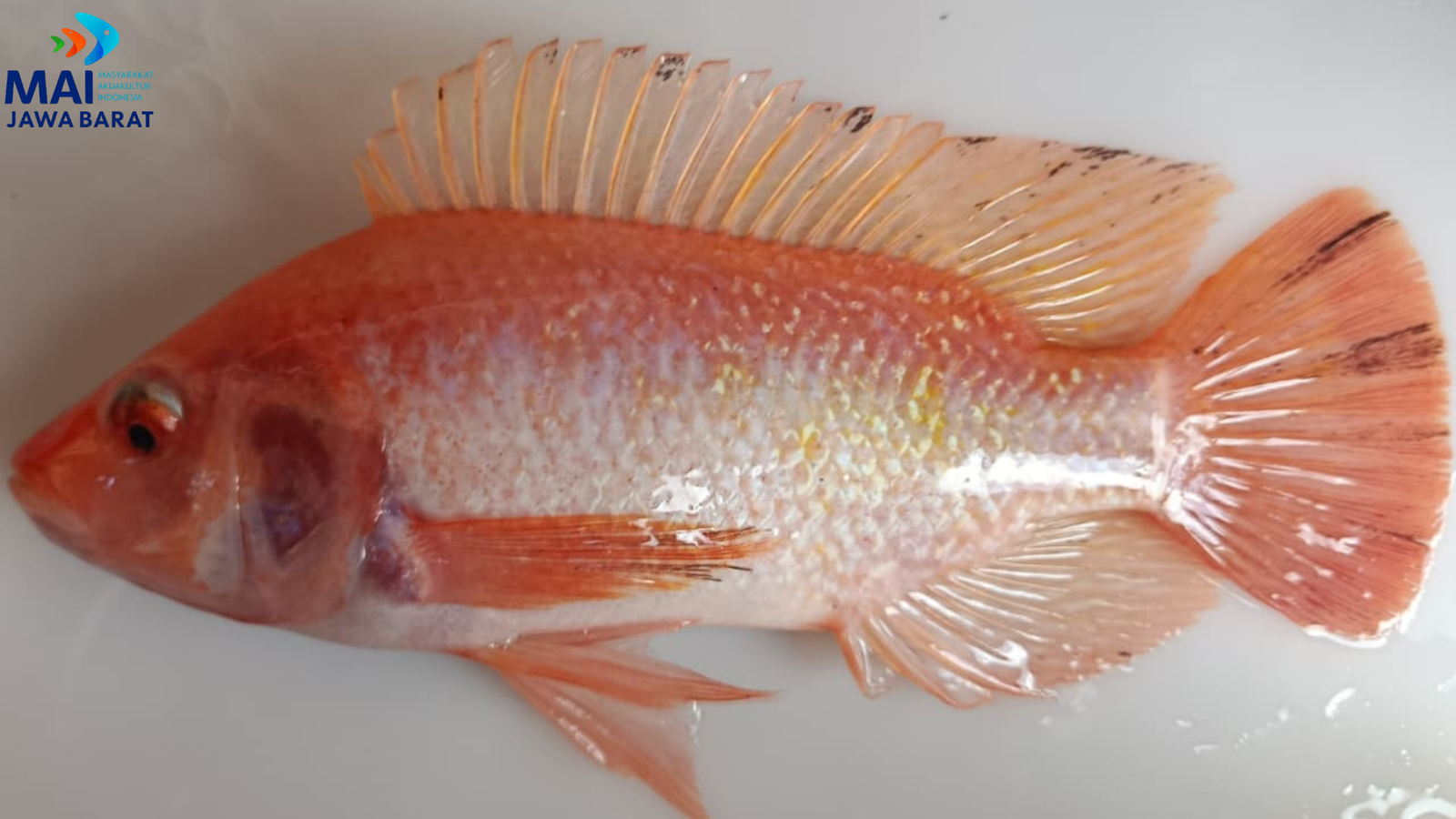 Ikan Nila Merah Konsumsi